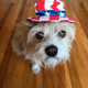 Image for article titled Just Some Nice Pictures of Our Pets to Look at For No Particular Reason